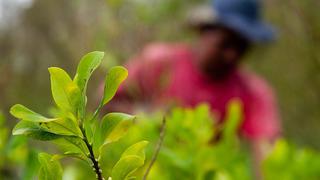 Toda la coca en el mismo saco, por Nicolás Zevallos Trigoso