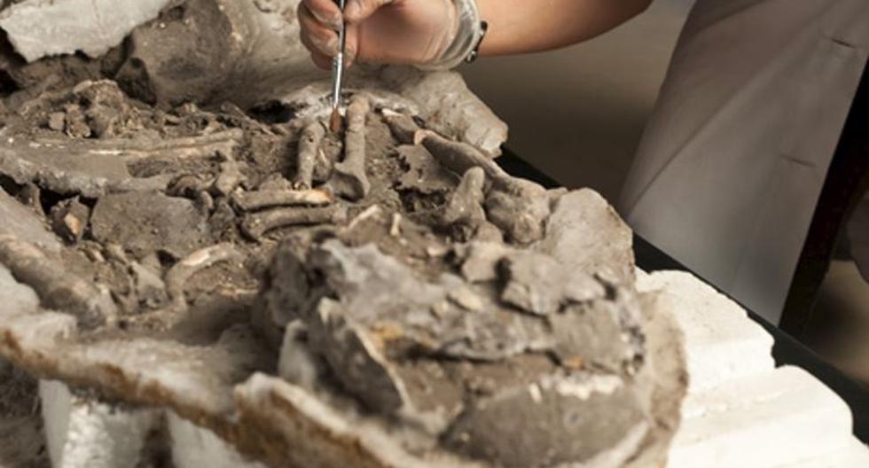 Português |  Sinais de mumificação em corpos há 8.000 anos em Portugal |  RMN |  TECNOLOGIA