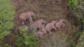 La extraordinaria imagen del descanso que se tomó la manada de elefantes que ha viajado 500 km por el sur de China