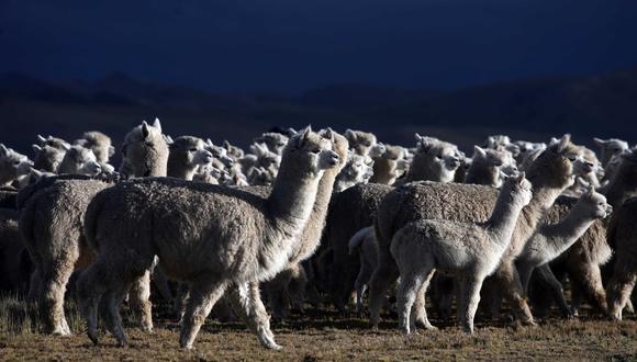 La gran mayoría de productores alpaqueros en el país son considerados pequeños criadores, pues tienen como máximo 50 cabezas de alpacas.  (Foto: El Comercio)