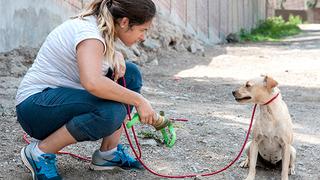 ¿Qué hay detrás de un perro adoptado?