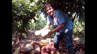 De la coca al cacao: el distrito que cambió su modo de sustento