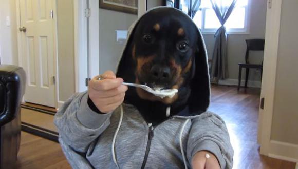 YouTube: mira el rottweiler que ‘utiliza’ cubiertos para comer