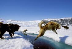 Perros acompañaron a humanos por puente de tierra de Bering, según estudio