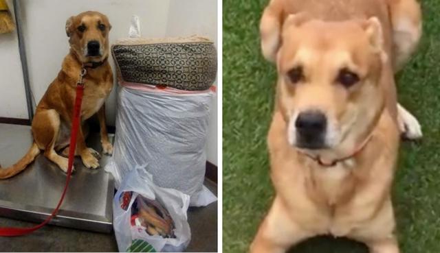 'Wall-E', un perro cruce de Labrador de 6 año, lucía confundido junto a su cama y juguetes espués de haber sido abandonado en el albergue donde fue adoptado en 2015. (Fotos: MCACC West Adoptable Dogs en Facebook)