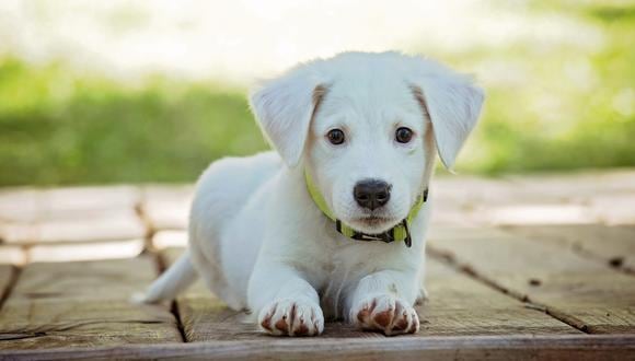 Lo primero que debemos pensar es que un perrito es un ser vivo que nos acompañará un buen tiempo, y no podemos dejarnos llevar por decisiones apresuradas. (Foto: Pexel)