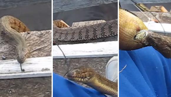 Anciano se hizo amigo de una serpiente que vive cerca a su casa e incluso la alimenta. (Foto: Newsflare en YouTube)