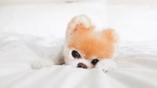 WUF: las mejores imágenes de Boo, "el perro más lindo del mundo” que falleció a los 12 años