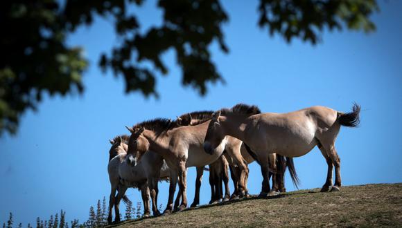 Desde hace varios meses, las autoridades han registrado casos de caballos muertos y una veintena de animales con las orejas cortadas o los genitales mutilados o con laceraciones en varias regiones de Francia. (Foto referencial JOEL SAGET / AFP).