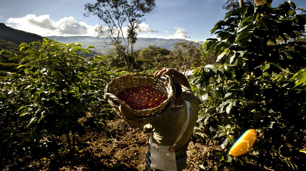 Villa Rica vs. Quindío: experiencias cafeteras en Sudamérica - 3