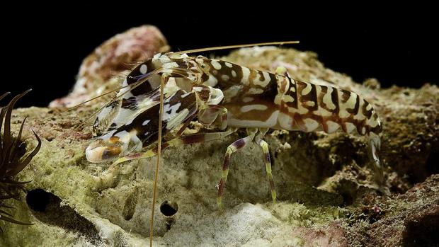 Shrimp are extremely noisy creatures.