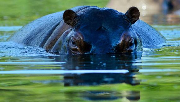 Un hipopótamo en el parque temático Hacienda Nápoles, que una vez fue el zoológico privado del capo de la droga Pablo Escobar en Doradal, departamento de Antioquia, Colombia. (RAUL ARBOLEDA / AFP).