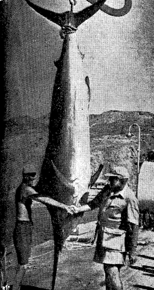 El merlín de 730 libras que pescó Ernest Hemingway (derecha) en el mar de Cabo Blanco en 1956. A la izquierda, lo saluda su amigo cubano Elicio Argüelles, a quien cedió la caña por ser su cumpleaños. (Foto: GEC Archivo Histórico)