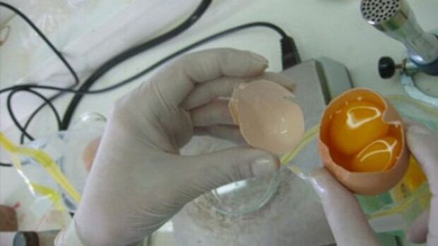 Salmonella, una enfermedad escondida en los huevos (Foto: Agritotal)