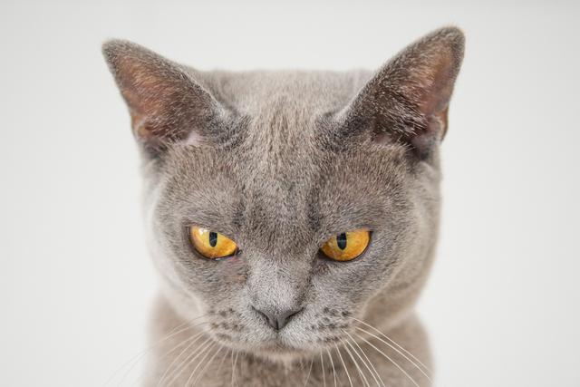 Un gato evidencia su malestar por tener que someterse a la "tortura" del corte de pelaje. (Foto: Pixabay/Referencial)