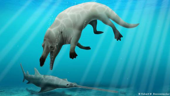 Ilustración de la especie de ballena de cuatro patas. (Imagen: Robert B)