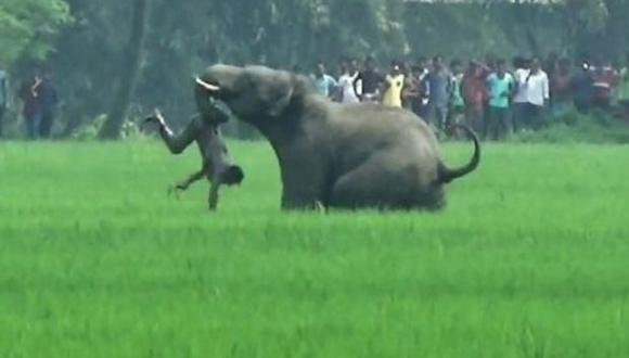 India: Sorprendente persecución para cazar a elefante que mató a 15 personas.