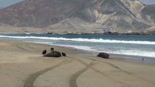 Chiclayo: pescadores hallan 4 lobos marinos muertos en playa