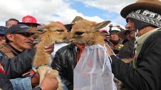 Vicuñas 'se casaron' en tradicional Chaccu en Pasco