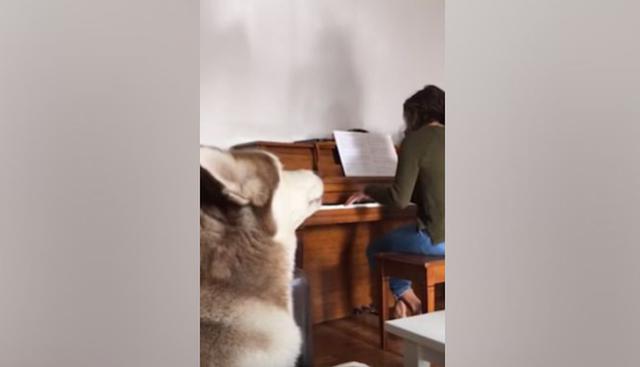 Al ver que su dueña tocaba el piano, decidió acompañarla 'cantando'. (YouTube: Caters Clips)