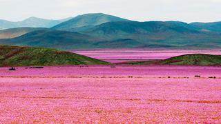 Conoce el desierto florido de Chile, nuevo parque nacional