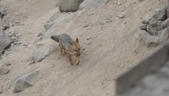 Zorro ‘Run run’ reaparece jugando con perrita y burla dardos que le ha lanzado Serfor. Foto: GEC