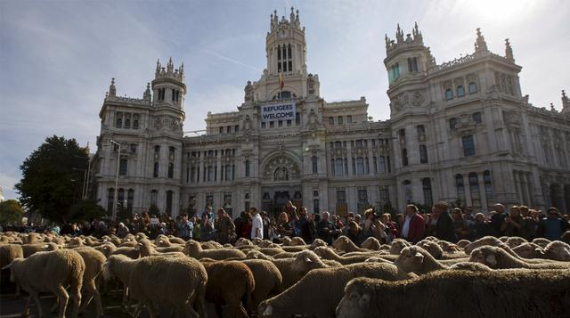 Las ovejas se adueñan de Madrid en la Fiesta de la Trashumancia - 4