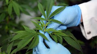 Cannabis medicinal: Anden Naturals construirá laboratorio de extracción en Lurín 