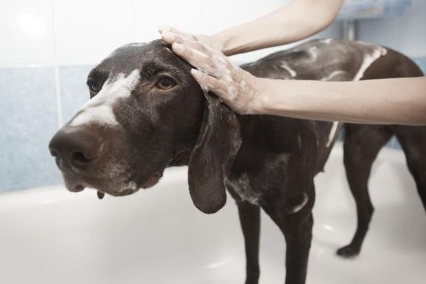 Lo anterior sábado mi Perros y gatos con pulgas? 10 remedios caseros para eliminar estos  parásitos | RESPUESTAS | EL COMERCIO PERÚ