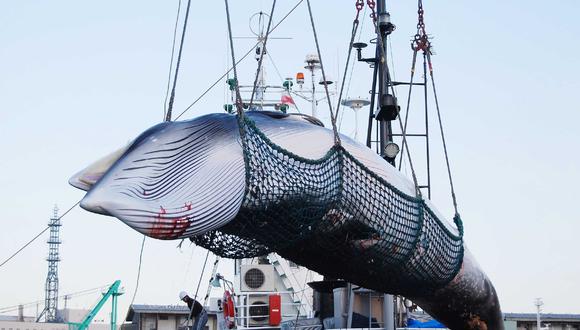 Japón retoma la caza comercial de ballenas tras 30 años de interrupción. (AFP).