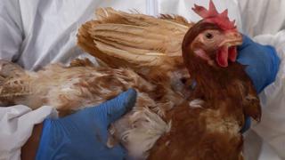 Ecuador: sacrifican más de 180.000 aves para frenar brote de gripe aviar