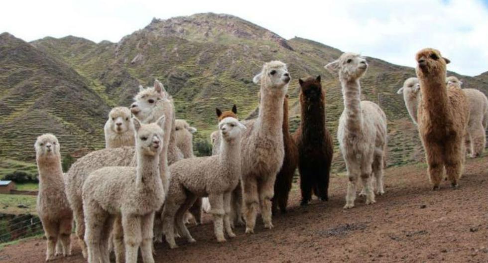 Agro Rural inició distribución y aplicación de kits veterinarios en zonas vulnerables a bajas temperaturas. (Fuente: Andina)