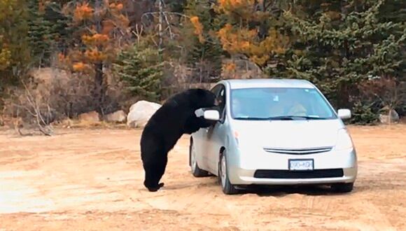 Este oso casi le quita la vida una pareja de novios muy imprudente en Canadá. | YouTube