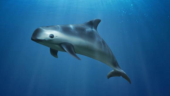 La vaquita marina es una de las especies más amenazadas del planeta. Foto: Greenpeace.