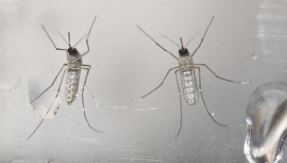 Así busca combatir el virus zika con mosquitos transégnicos