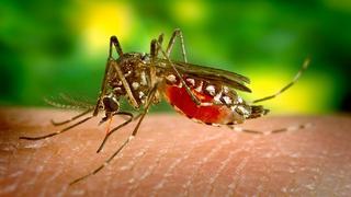 El “revolucionario” experimento con mosquitos que redujo los contagios de dengue en un 77%