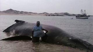 Ballena quedó atrapada en red pero fue rescatada por pescadores