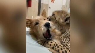 Cachorro de guepardo y un perro son sorprendidos en romántica escena 