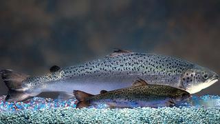 Canadá: Ecologistas están preocupados por la llegada del salmón transgénico