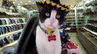 Gato es ‘gerente’ de una zapatería y su jornada de trabajo genera envidia en miles