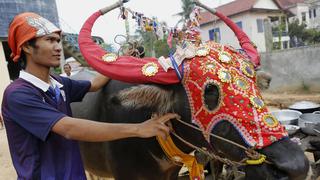 Camboya: Miles de personas animan tradicional carrera de búfalos