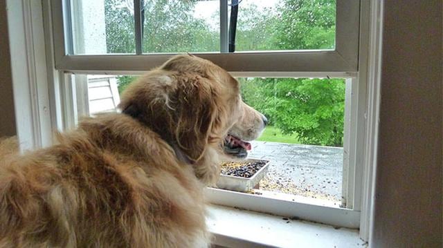 ¿Afecta el regreso a clases a tu mascota? - 1