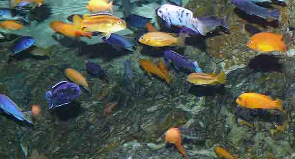 Un estudio realizado por un grupo de expertos de dos universidades suizas reveló porqué la inusual diversidad de los peces cíclidos. (Foto: wikimedia)
