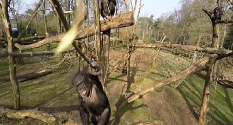 Chimpancé Tushi derribó dron que sobrevolaba zoológico. (Foto: lapatilla.com)
