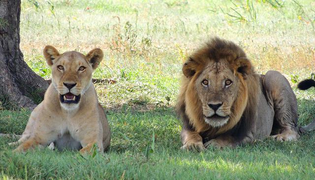 Dos leones macho colaboraron entre sí para sacar a un jabalí de su madriguera. El video es viral en redes sociales. (YouTube | Kruger Sightings)