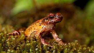 Científicos hacen crecer de nuevo las patas traseras amputadas de ranas