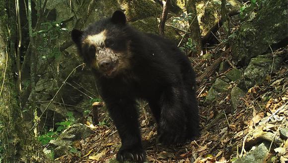 El oso de anteojos está considerado como una especie Vulnerable para la Unión Internacional para la Conservación de la Naturaleza.