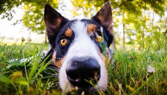 El hábito de comer hierba entre gatos y perros es extremadamente común, dicen los expertos. (T Z|Pexels)