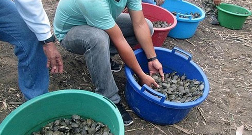 Medio millón de crías de tortuga de la especie taricaya serán liberadas en las próximas semanas en la reserva nacional Pacaya Samiria. (Foto: Diario Ojo)