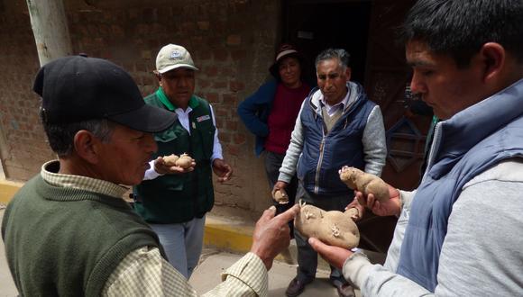 Huancavelica: impulsan uso de semillas certificadas en más de 120 productores de papa